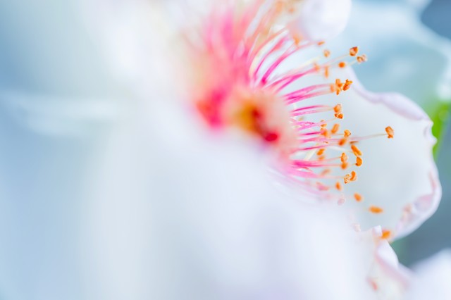 f:id:cl-kimura:20191112222403j:plain f:id:cl-kimura:20191112222403j:plain