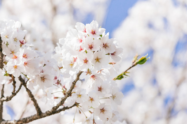 f:id:cl-kimura:20200322165121j:plain f:id:cl-kimura:20200322165121j:plain